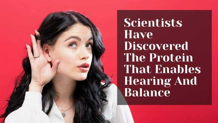 Scientists Have Discovered The Protein That Enables Hearing and Balance