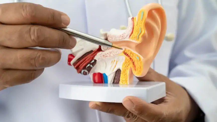 Learn how the ear works by exploring the outer, middle, and inner ear and how sound becomes information for the brain.